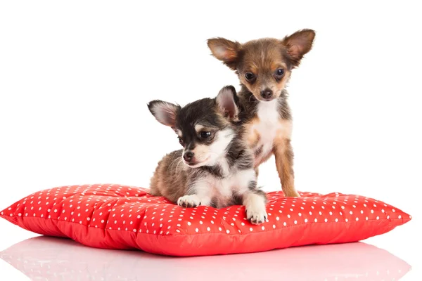 Chihuahua isolato su sfondo bianco — Foto Stock