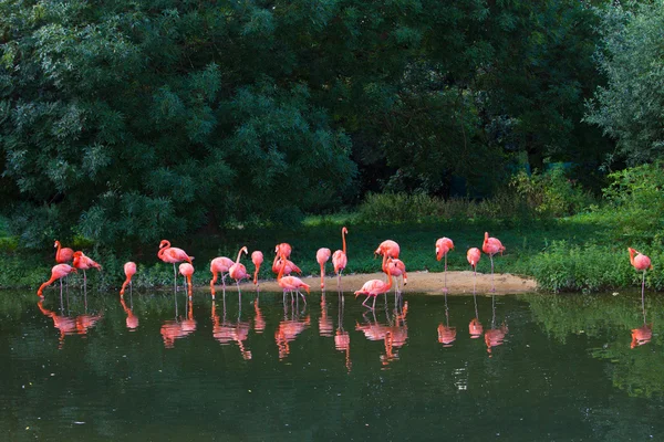 Flamencos zoológico rosa — Foto de Stock