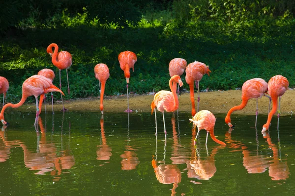 Jardim zoológico rosa flamingos — Fotografia de Stock