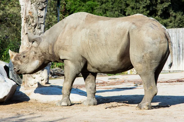 Rhino gergedan Hayvanat Bahçesi — Stok fotoğraf