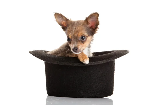 Chihuahua isolato su sfondo bianco — Foto Stock