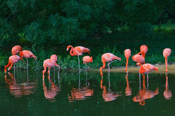 Jardim zoológico rosa flamingos — Fotografia de Stock