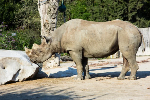 Rhino gergedan Hayvanat Bahçesi — Stok fotoğraf