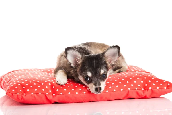 Chihuahua isolato su sfondo bianco — Foto Stock