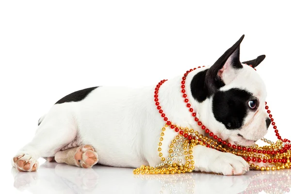 Fransk bulldog med pärlor isolerade på vit bakgrund — Stockfoto