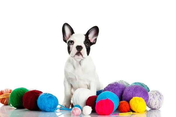 French bulldog with threadballs isolated on white background — Stock Photo, Image