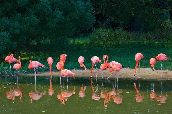 Flamencos zoológico rosa —  Fotos de Stock