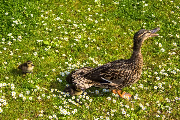 Pato con ducklings.walk en la ciudad — Foto de Stock