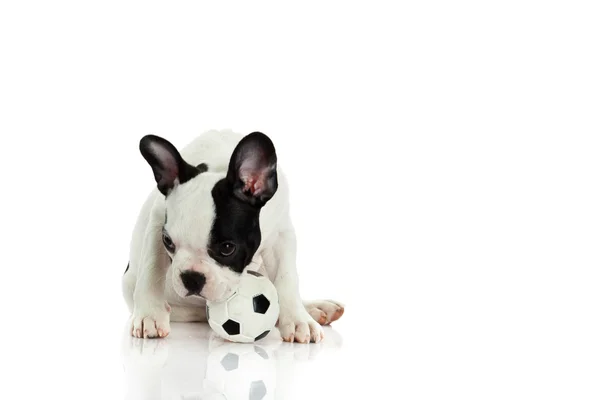 French bulldog on white background — Stock Photo, Image
