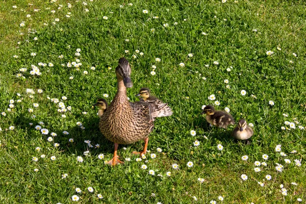 Anka med ducklings.walk i staden — Stockfoto