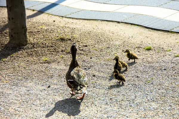 Kachna s ducklings.walk v městě — Stock fotografie