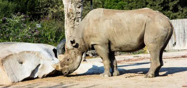 Rhino noshörning zoo — Stockfoto