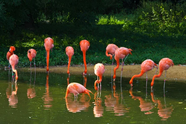 Różowe flamingi zoo — Zdjęcie stockowe