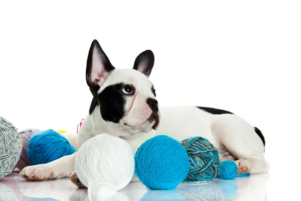 French bulldog with threadballs isolated on white background — Stock Photo, Image