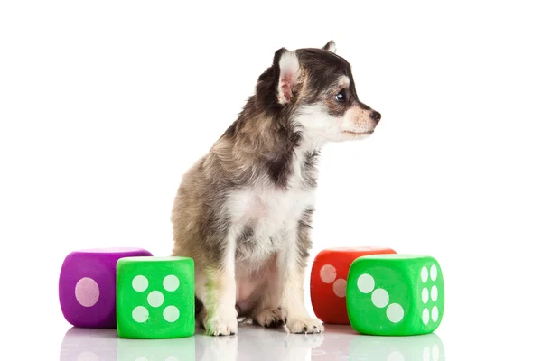 Chihuahua aislado sobre fondo blanco — Foto de Stock