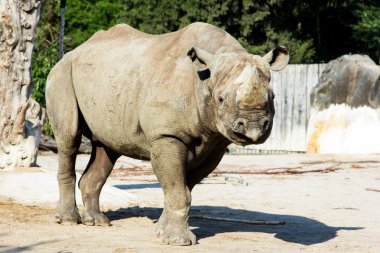 Rhino gergedan Hayvanat Bahçesi