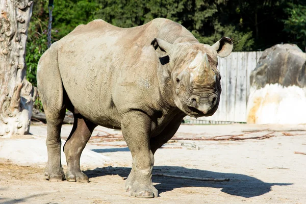 Rhino gergedan Hayvanat Bahçesi — Stok fotoğraf