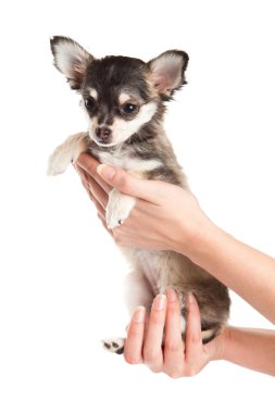 Chihuahua beyaz arka planda izole edilmiş.