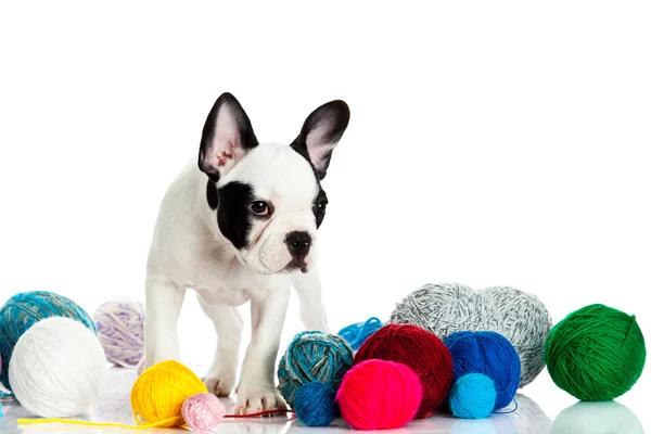 French bulldog with threadballs isolated on white background — Stock Photo, Image