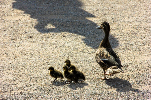 Kachna s ducklings.walk v městě — Stock fotografie