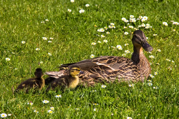 Pato con ducklings.walk en la ciudad —  Fotos de Stock