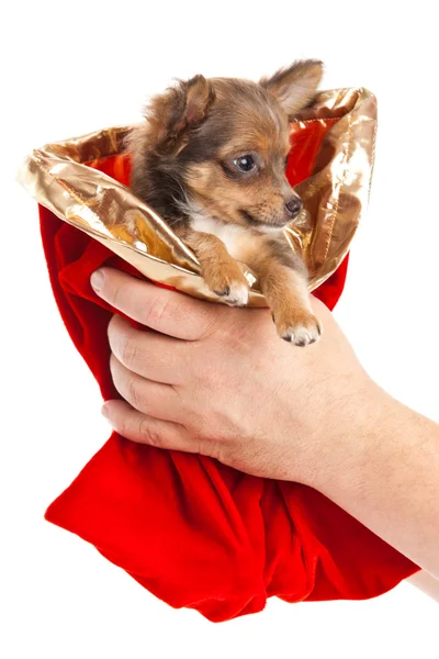 Chihuahua isolerad på vit bakgrund — Stockfoto