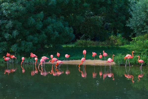 핑크 플라밍고 동물원 — 스톡 사진