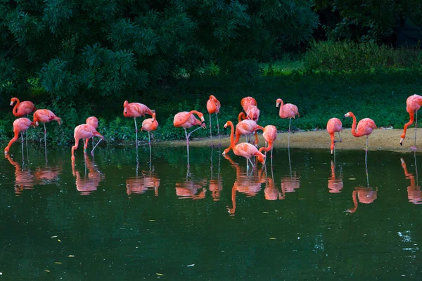 Pembe flamingolar Hayvanat Bahçesi — Stok fotoğraf