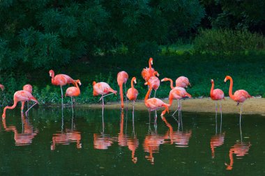 pembe flamingolar Hayvanat Bahçesi