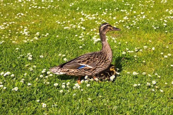 Kaczka z ducklings.walk w mieście — Zdjęcie stockowe