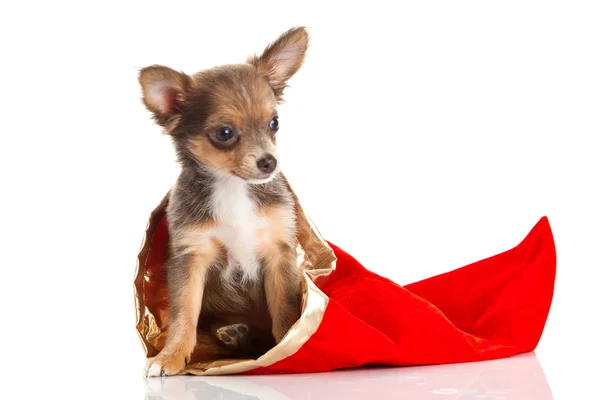 Chihuahua isolado no fundo branco — Fotografia de Stock