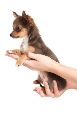 Chihuahua beyaz arka planda izole edilmiş.