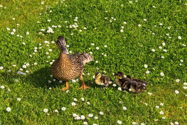 Kaczka z ducklings.walk w mieście — Zdjęcie stockowe