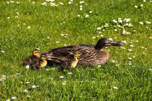 Kaczka z ducklings.walk w mieście — Zdjęcie stockowe