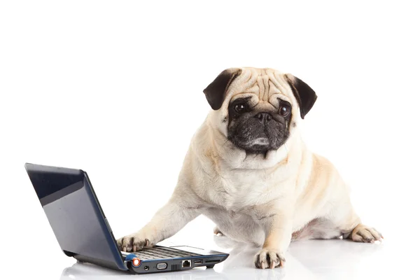 Beyaz arka plan üzerinde izole pug köpek bilgisayar