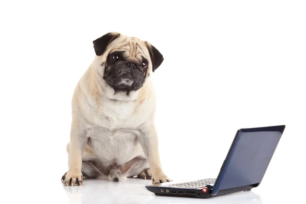 Mops pies komputera na białym tle — Zdjęcie stockowe