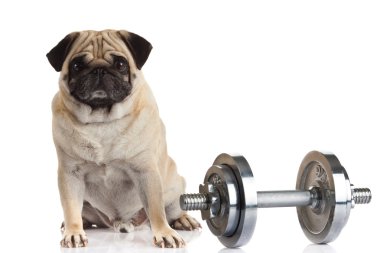 Beyaz arka plan üzerinde izole pug köpek halter