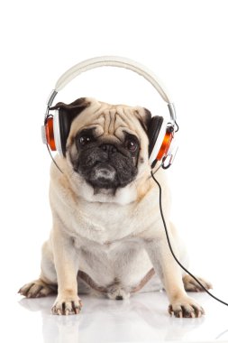 Beyaz arka plan üzerinde izole kulaklık ile pug köpek