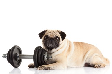 Beyaz arka plan üzerinde izole pug köpek halter