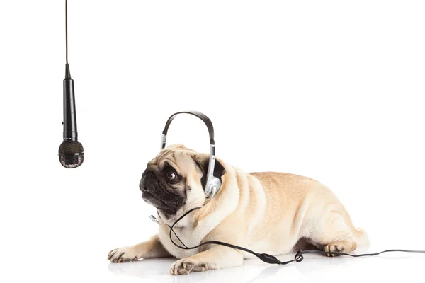 Cane carlino con cuffie isolato su sfondo bianco call center — Foto Stock