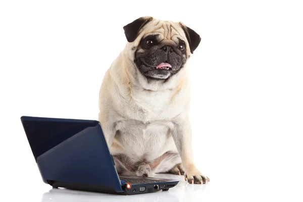 Beyaz arka plan üzerinde izole pug köpek bilgisayar