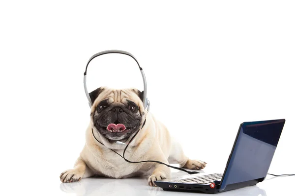 Mopsz kutya-val a fejhallgató elszigetelt fehér háttér callcenter — Stock Fotó