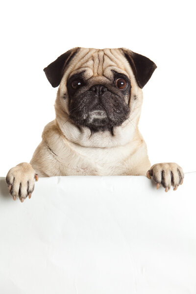 pug dog with bunner isolated on white background. design