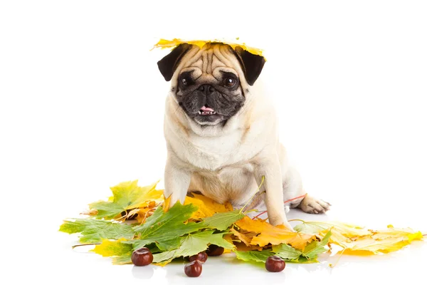 Cane carlino isolato su sfondo bianco, autunno — Foto Stock