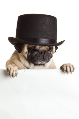 Beyaz arka plan üzerinde izole bunner Pug köpek. Tasarım