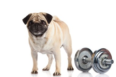 Beyaz arka plan üzerinde izole pug köpek halter