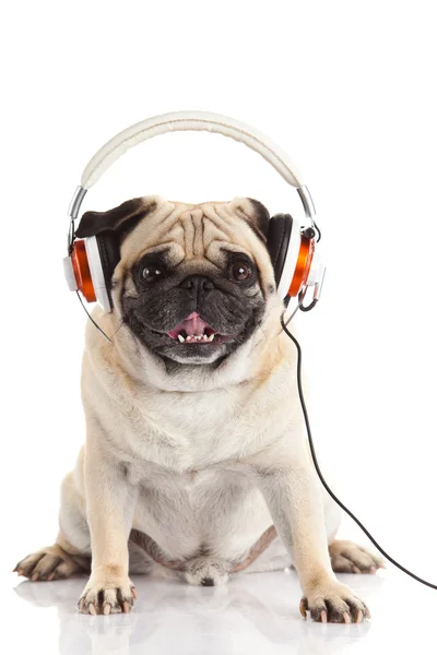 Perro pug con auriculares aislados sobre fondo blanco — Foto de Stock