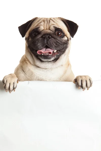 Pug dog with bunner isolated on white background. design — Stock Photo, Image