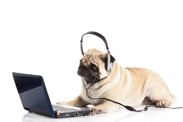Perro pug con auriculares aislados en el centro de llamadas de fondo blanco —  Fotos de Stock