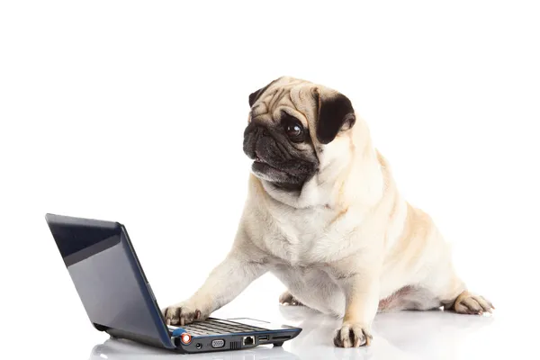 Beyaz arka plan üzerinde izole pug köpek bilgisayar